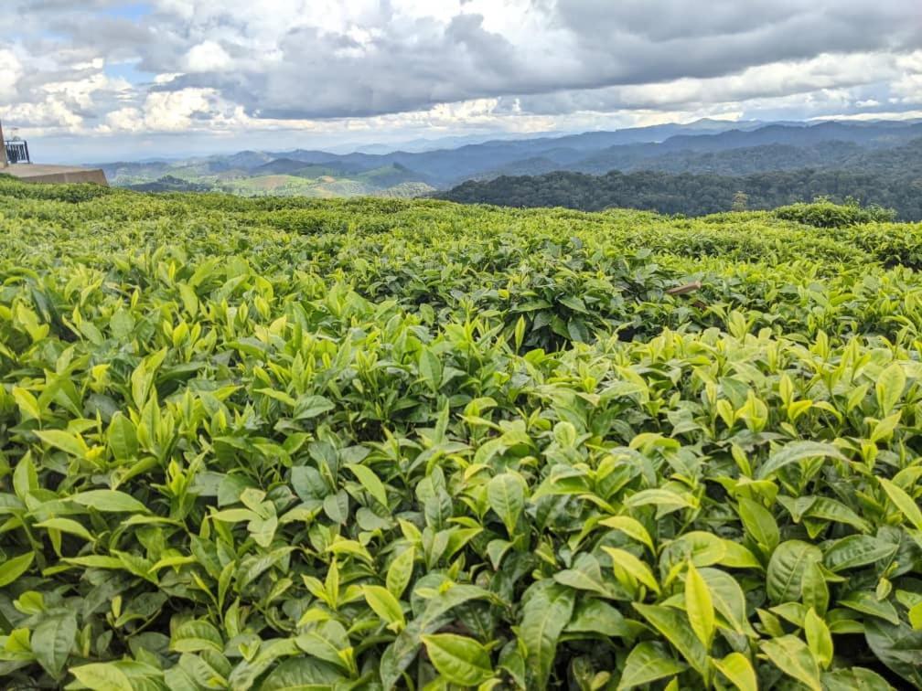 Nyungwe Village Kitabi エクステリア 写真